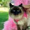 rainesdebra4 - @rainesdebra4 - TikTok