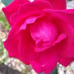 Debra Ramey - @debra_ramey2000 - Instagram