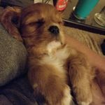 Debra Rand - @ruby_the_ginger - Instagram