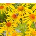 Debra Shugart Rauch - Facebook