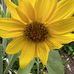 Debra Rawlings - Facebook
