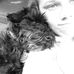 Debra Rees - Facebook