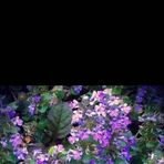 Debra Roche - Facebook