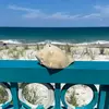 Debra Rutledge Grippo - @daisymaesmom7 - TikTok