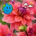 Deborah Salazar - Facebook