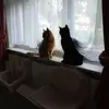 debrasalzman - @debrasalzman - TikTok