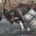 Debra Saunders - Facebook