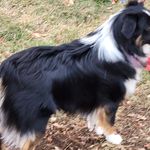 Debra Schaffer - @kaleidoscopeaussies - Instagram
