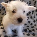 Debra Schofield - @debraschofield231 - Instagram