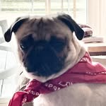 Debra Shane - @cowboy_kevin_jack_the_tx_pug - Instagram