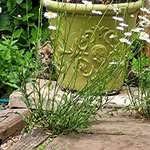Debra Shea - @debrashea8 - Instagram