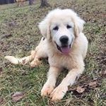 Debra Jo Sheets - @fivemaplesfarm - Instagram