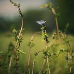 Debra Sheppard - @debrasheppardecj72535 - Instagram