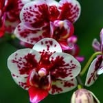 Debra Shupe - @shupe.debra - Instagram