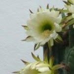 Debra Shuster - @pug1995 - Instagram