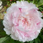 Debra Simpson - @debras1956 - Instagram