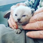 Debra Smith Edwards - @socalsiameserescue - Instagram