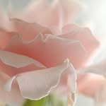 Debra J Heinz - @debra_soinlovewithpink - Instagram