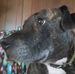 Debra Speer - Facebook