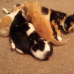 Debra Spicer - Facebook
