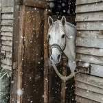 Debra Strader - @strader8131 - Instagram