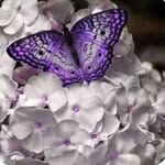 Debra Teal - @debrateak - Instagram