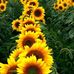 Deborah Thibeault - Facebook