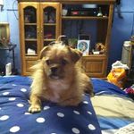Deborah Trout - @scrappy2011.dt - Instagram