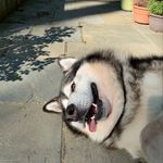 Deborah Trout - @sargethemalamute - Instagram