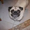 debramesiakvaccar - @debramesiakvaccar - TikTok