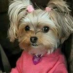Deborah Walden - @deborahwalden1420rosie - Instagram