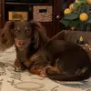 Bitty Fiddy Cent - @debraweir8 - TikTok
