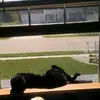 Debra Wellman315 - @lilycatsmom - TikTok