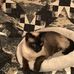 Deborah Westcott - Facebook
