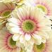 Debbie Ann Waterman - Facebook