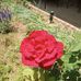 Debra Westfall - Facebook