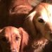 Debbie Wickersham - Facebook