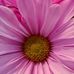 Debra Wilder - Facebook