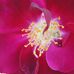 Debra Wingard - Facebook