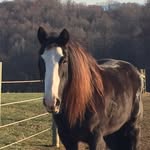 Debra Witt - @iluvgypcs - Instagram