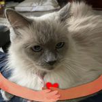 Debra Wolf - @wolfdebra - Instagram