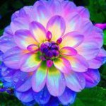 Deborah Yeager - @dyeager2000yahoocom - Instagram