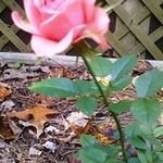 Deborah Zurek - @deb28707 - Instagram