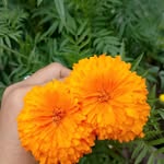 dechen_palmo - @pema.youdon.925 - Instagram