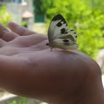 Dechen Palmo - @d.palmo - Instagram
