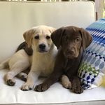 Declan&Boyd - @declan_and_boyd - Instagram