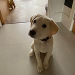 Declan Carroll - @carroll_declan - Instagram