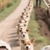 Declan Dean - @declan.dean44 - TikTok