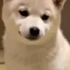Declan Dean - @declan.dean42 - TikTok