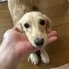 Dishevel - @declan.dean74 - TikTok